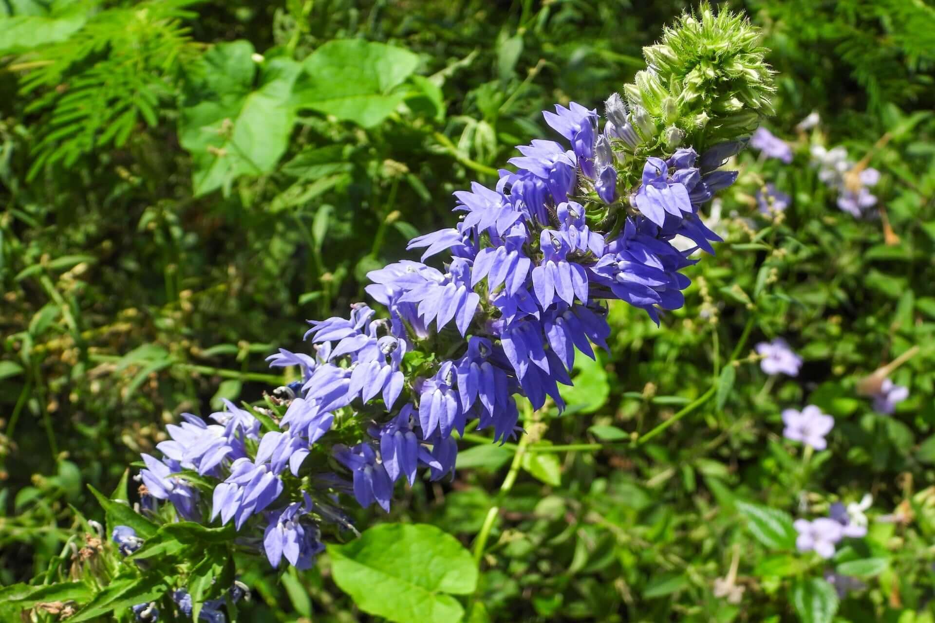 Vibrant blue lobelia flower cluster with delicate bell-shaped blooms on green stem