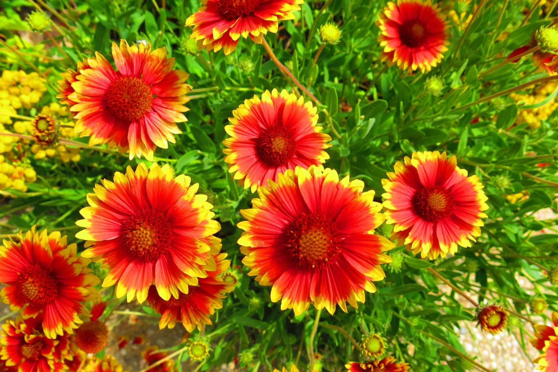 Vibrant red and yellow blanketflower blooms with layered petals