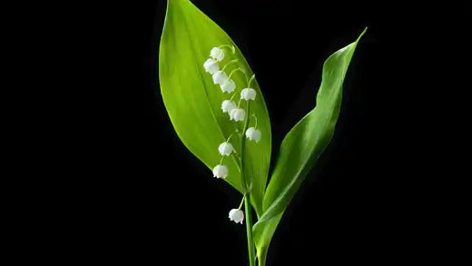 Delicate white lily-of-the-valley cluster between green leaves