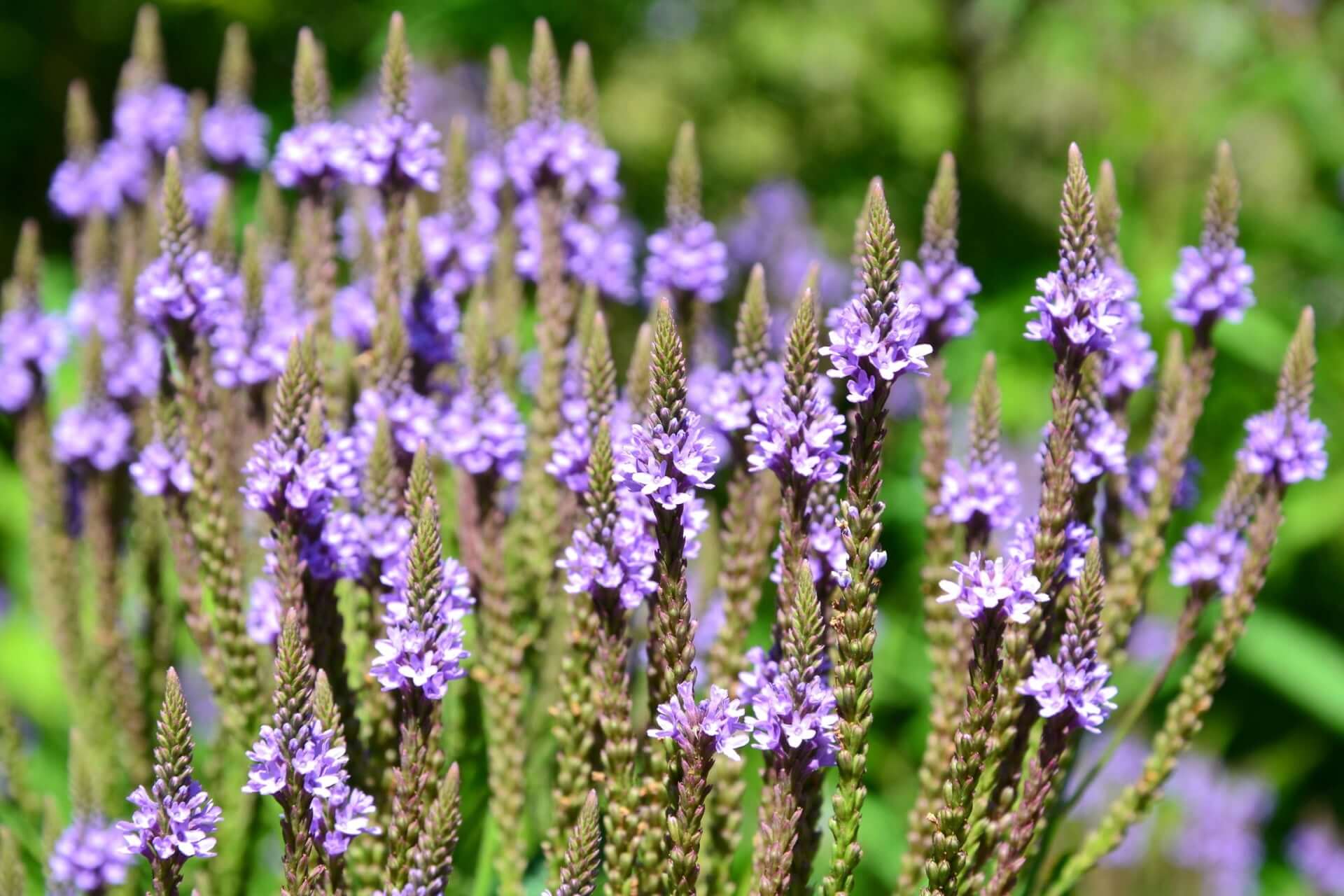 Vibrant purple verbena flowers in growing blue vervain article