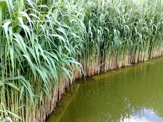 Tall green reeds with brown bases edge murky algae-filled wetland pond
