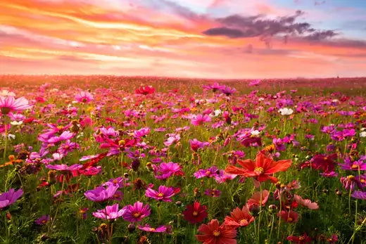 Vibrant pink purple orange cosmos field under sunset sky for autumn garden