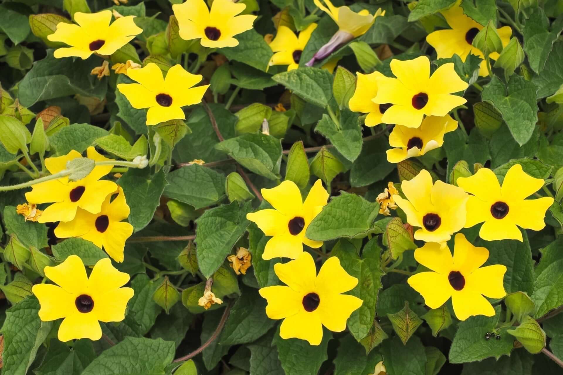 Bright yellow flowers with brown centers in modern green plant architecture