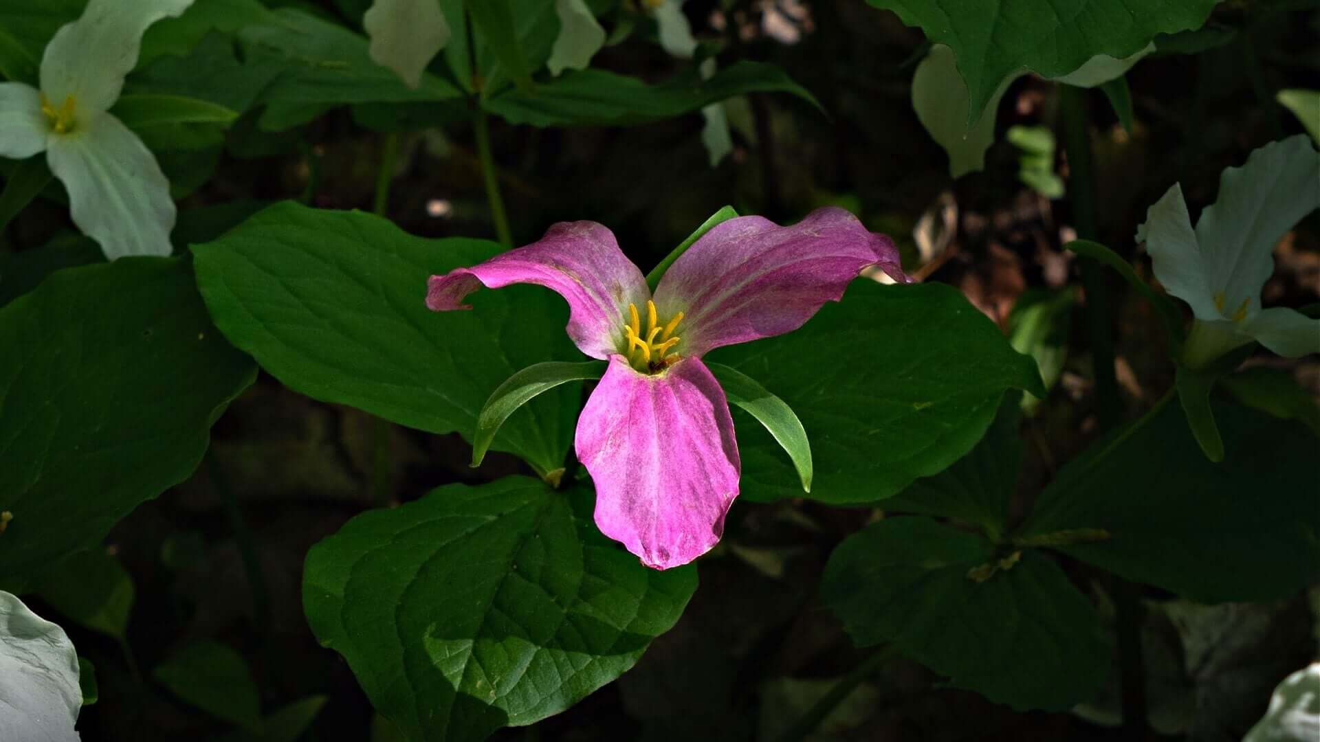 Vibrant pink trillium flower with curled petals, yellow center, green leaves