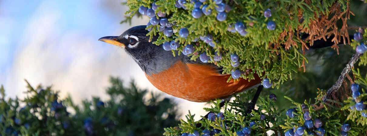 American robin in orange and gray on berry shrub for winter gardens