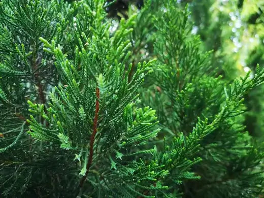 Vibrant green needle-like foliage of Eastern cedar evergreen shrub