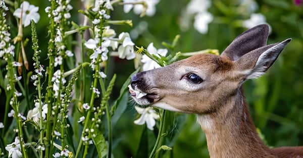 Young deer nibbling deer-resistant white flowers in rural garden