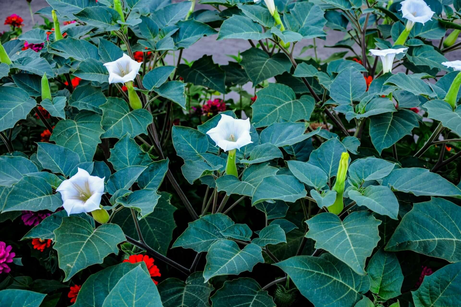 White trumpet-shaped Datura flowers with green stems and leaves