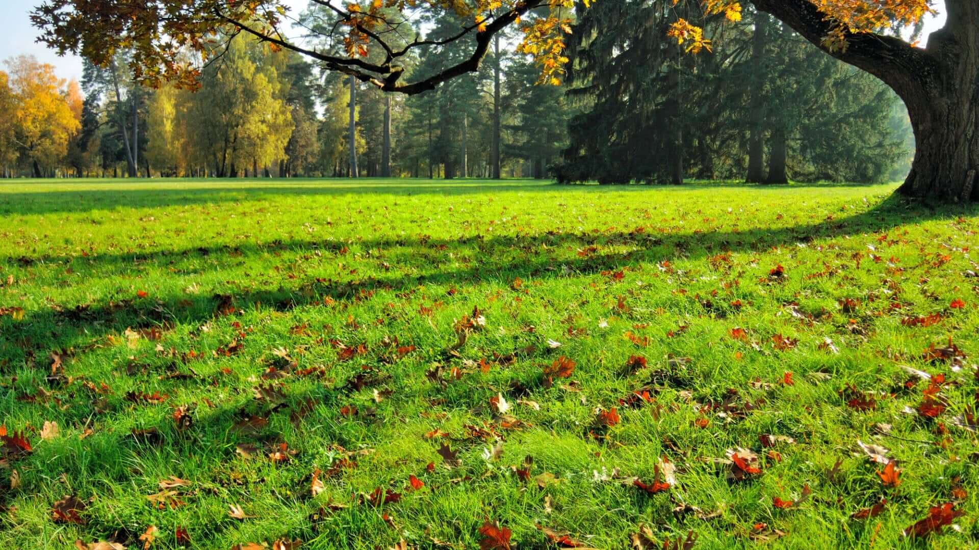 Sprawling green autumn lawn with fallen leaves under tree canopy