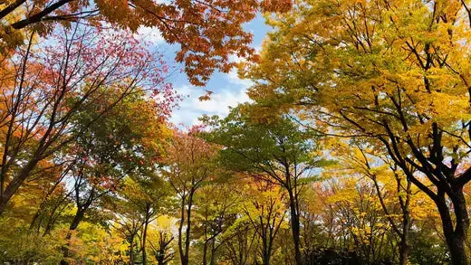 Vibrant autumn canopy of yellow, orange, red leaves for fall planting