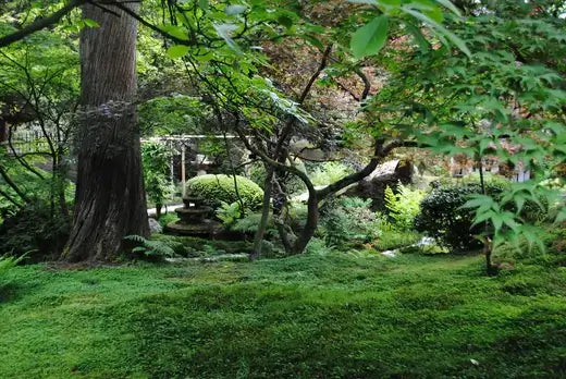 Lush Japanese moss lawn garden with verdant moss and gnarled tree trunk