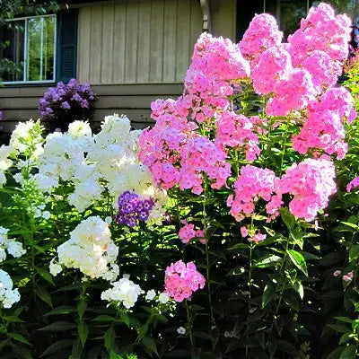 Vibrant pink white purple phlox in lush perennial garden bed