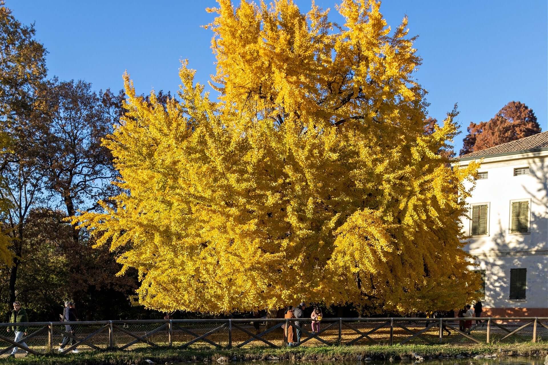 Majestic golden-yellow ginkgo biloba tree in full leaf against blue sky