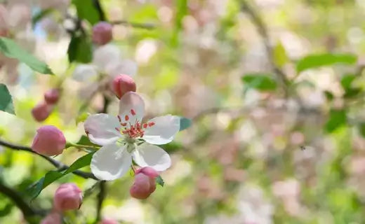 Crabapple tree blossom with pink-tipped petals and red center