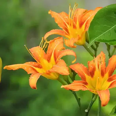 Vibrant orange and yellow daylilies with ruffled petals and stamens