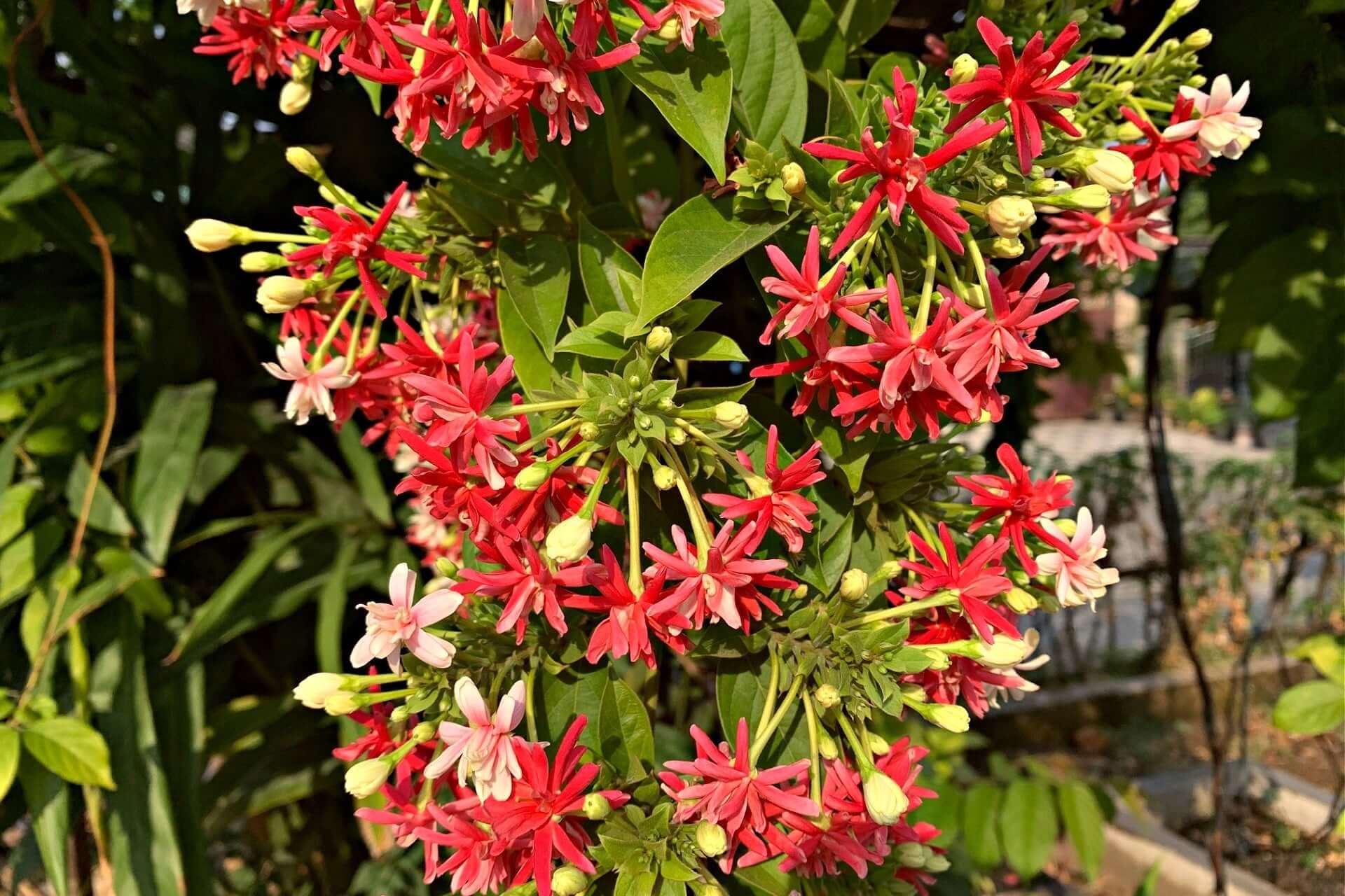 Vibrant red and pink star-shaped vine flowers with buds and green leaves