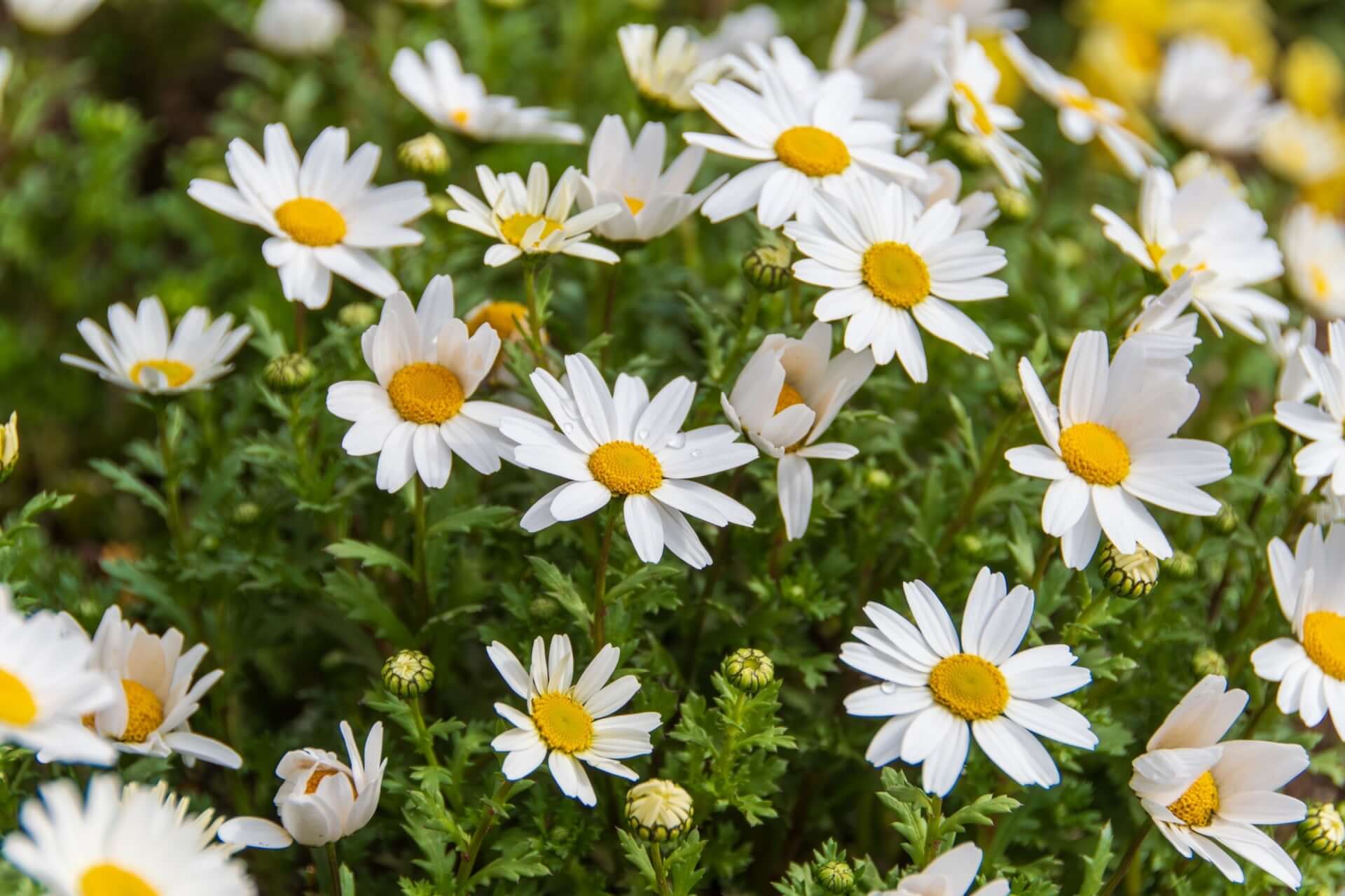 Cluster of white daisies with yellow centers in lush green foliage