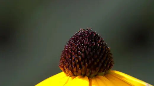 Vibrant yellow coneflower with dark spiky center, growing indoors