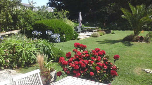 Vibrant red rose bush flourishing as a perennial in a garden