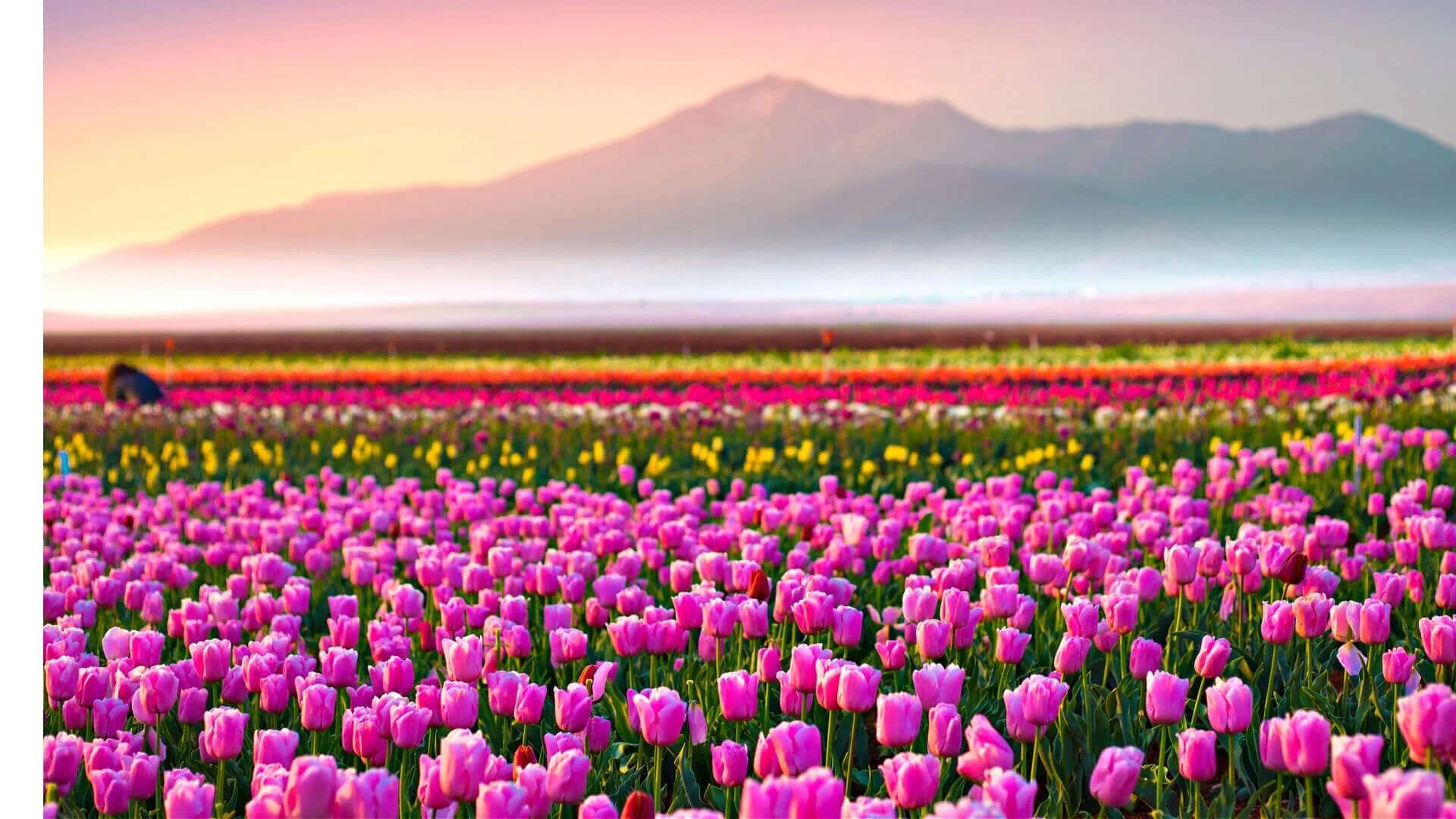 Vibrant pink tulip field in colorful garden oasis with distant mountains