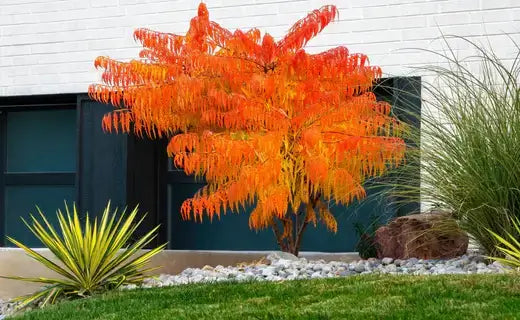 Vibrant orange small tree with flame-like fall foliage in garden bed
