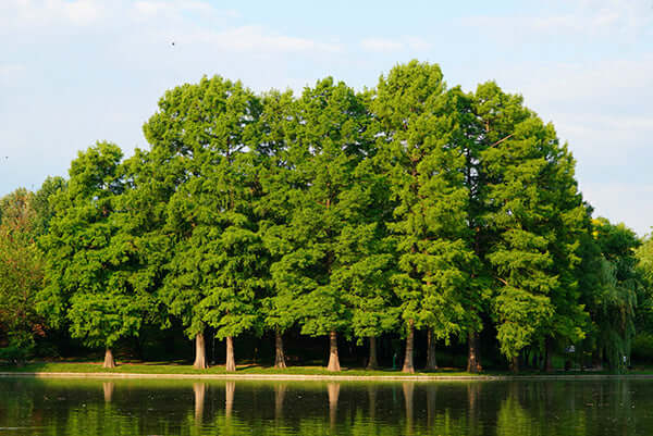 Bald cypress trees lining calm lake edge with dense green canopies