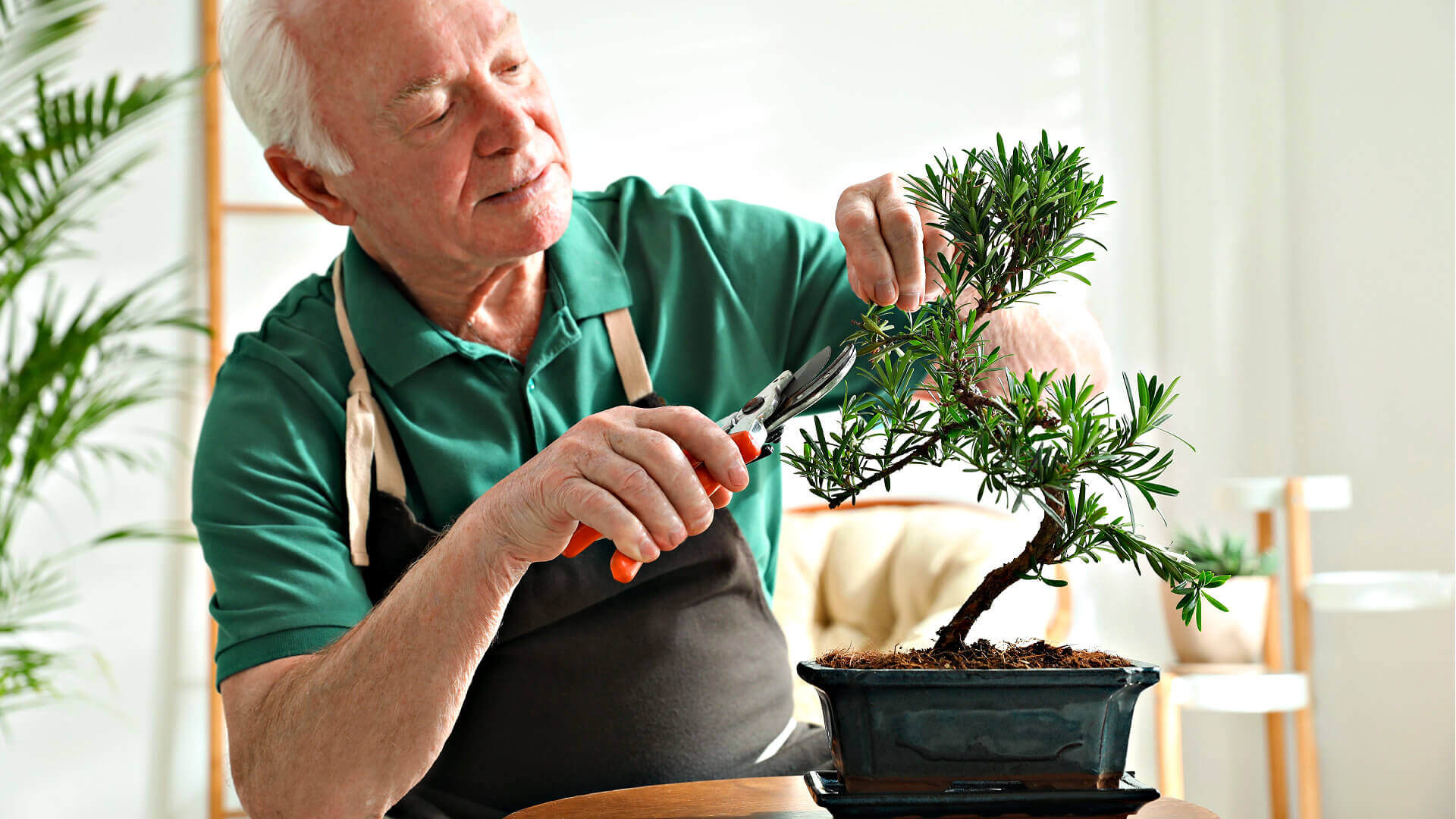 Bonsai Tree Care Guide  TN Nursery