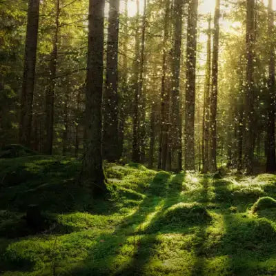 Sunlight through tall trees on mossy forest floor in Moss Makeover
