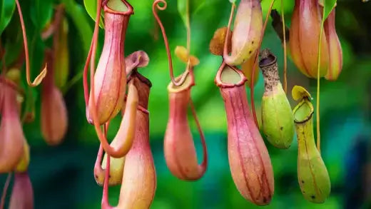 Hanging pitcher plants with pink and green hues in carnivorous plants article