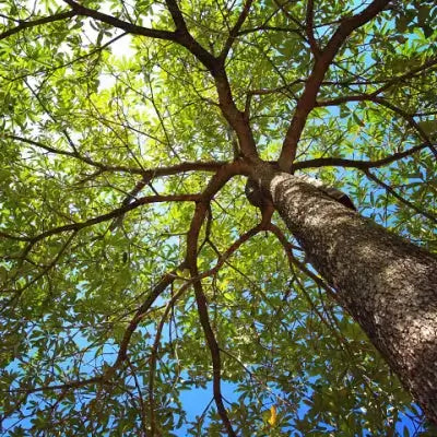 Tall tree with rugged trunk, sprawling green branches against blue sky