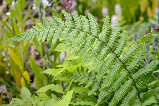 Vibrant green native fern frond with feathery leaves