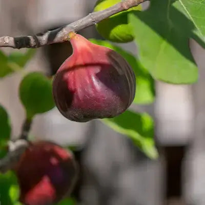 Ripe deep purple Brown Turkey fig hanging from tree branch