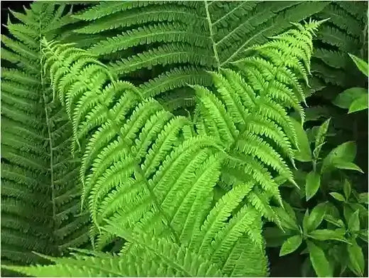 Vibrant green native fern fronds with feathery textures