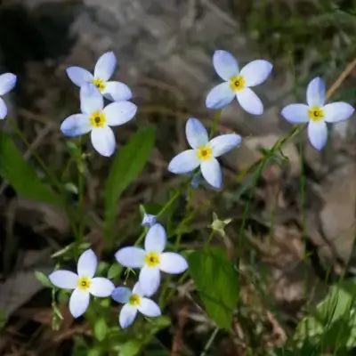 Bluets flowers: delicate light blue star-shaped blooms with yellow centers in green foliage