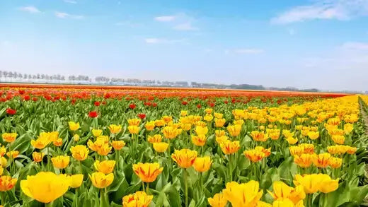 Vibrant field of yellow and orange tulips under clear blue sky