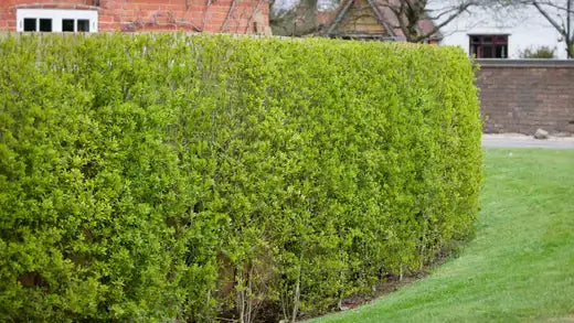 Lush vibrant green hedge with dense foliage and neatly trimmed curved shape in fv