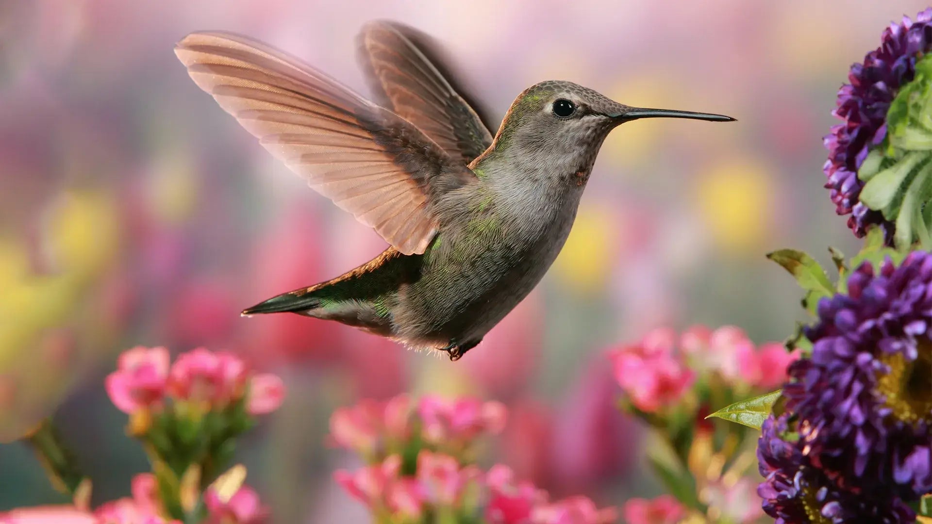 Gray hummingbird with iridescent green feathers hovers in Homegrown National Park Initiative