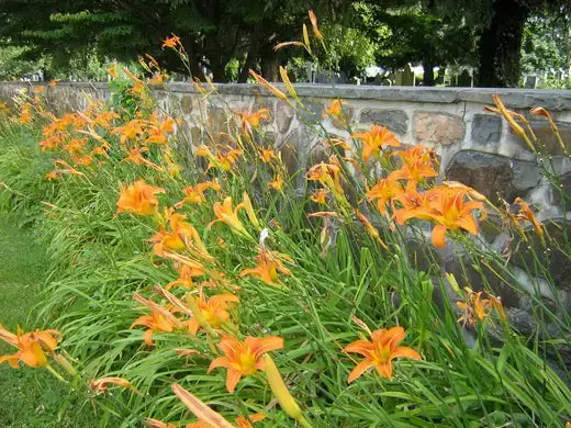 Vibrant orange daylilies with green stems along rustic stone wall in TN Nursery