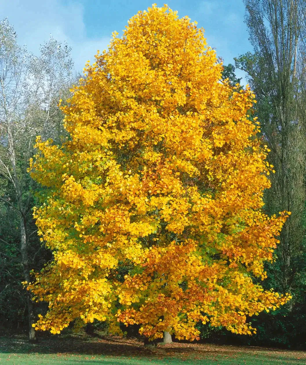 Majestic golden maple tree with vibrant yellow foliage, affordable online option.