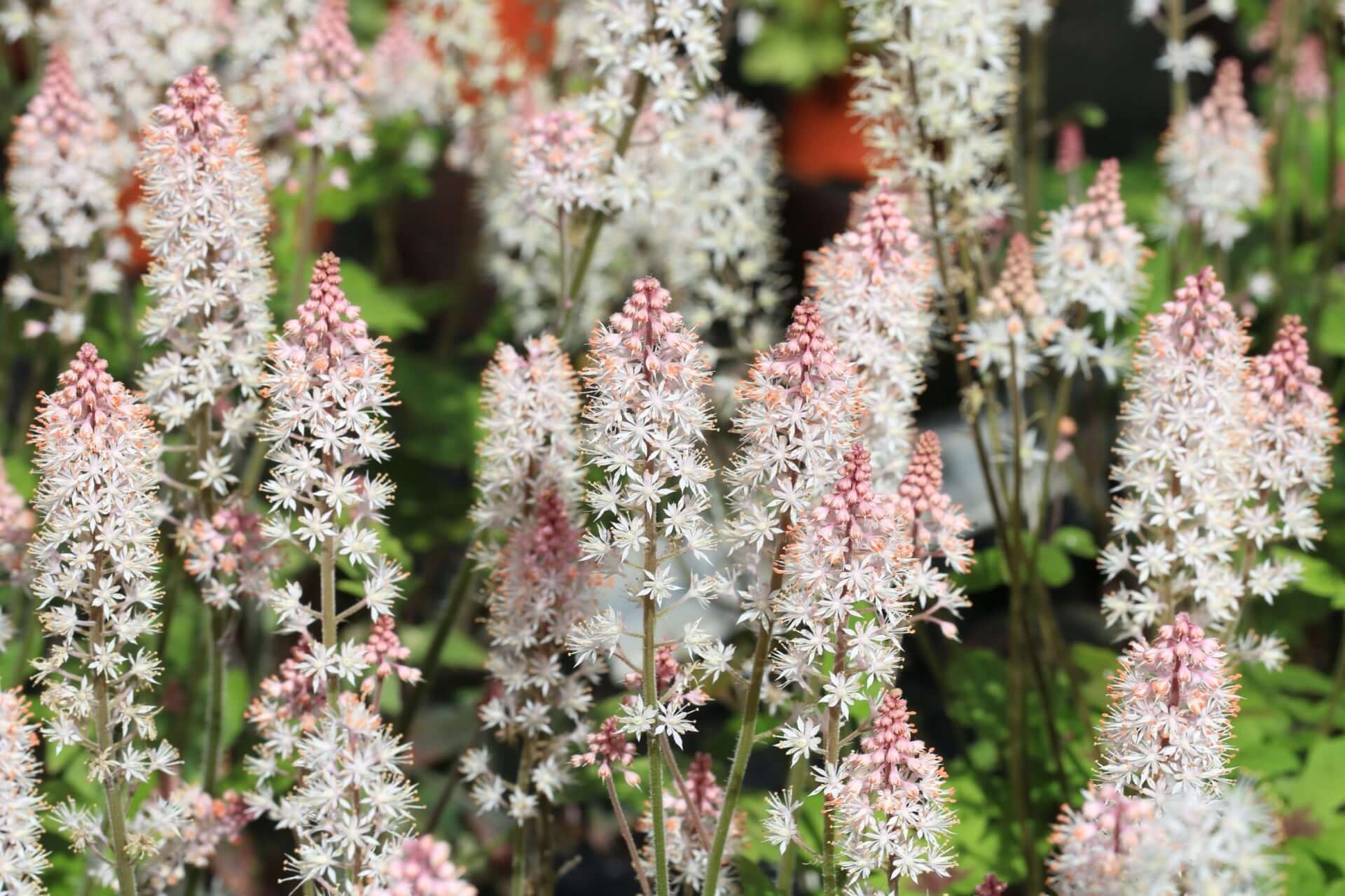 Delicate white and pink foam flower star-shaped clusters on green stems
