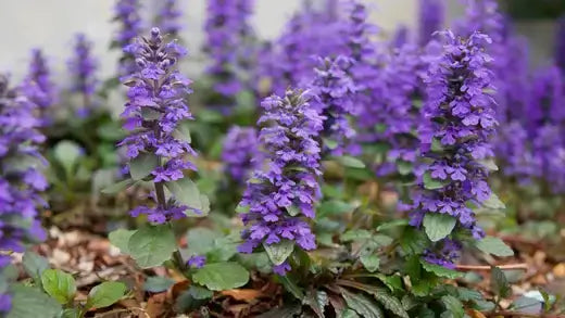 Purple flowering plant with dense blossoms and serrated leaves, natural pesticide