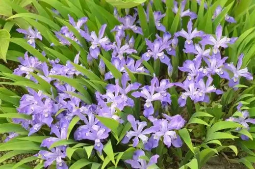 Vibrant purple Iris cristata flowers with white centers and green leaves