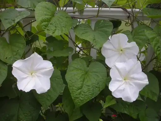White moonflower blooms with trumpet petals and heart leaves at night