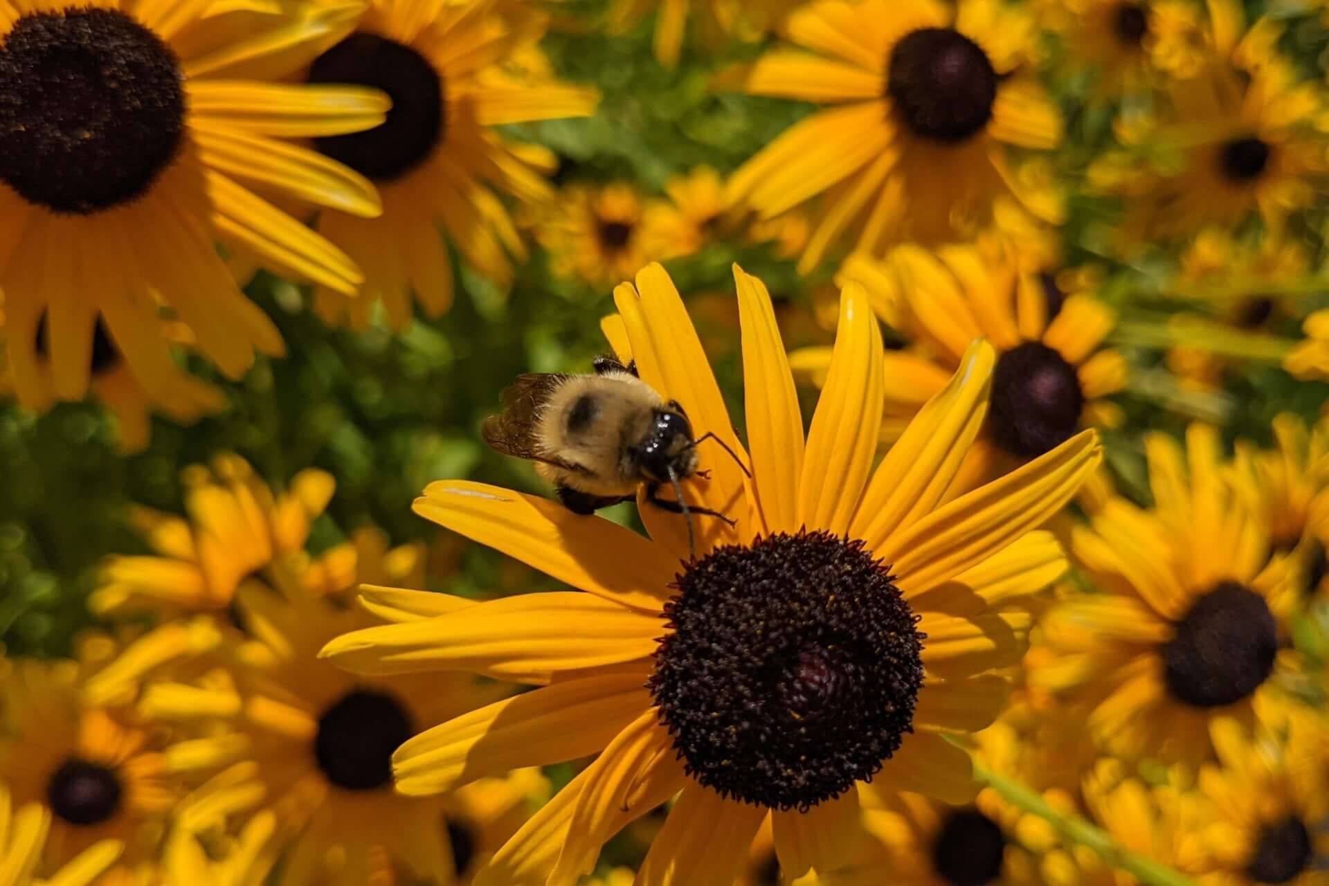 Bumblebee on black-eyed Susan flower with fuzzy yellow black stripes