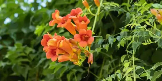 Vibrant orange trumpet vining flowers with green stems and leaves