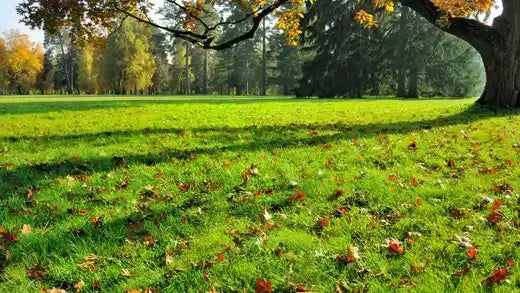 Autumn lawn with fallen leaves under trees, ready for extension