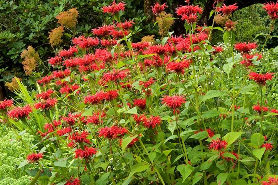 Vibrant red bee balm native plant with spiky blooms and green foliage