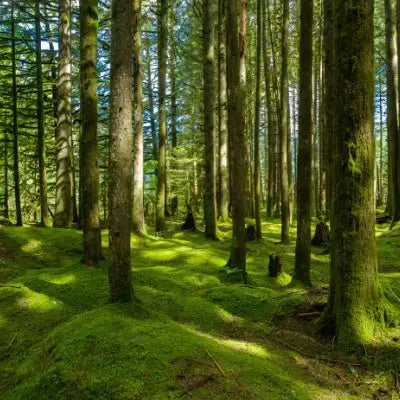 Dense forest of tall slender moss-covered trees for beginner gardening