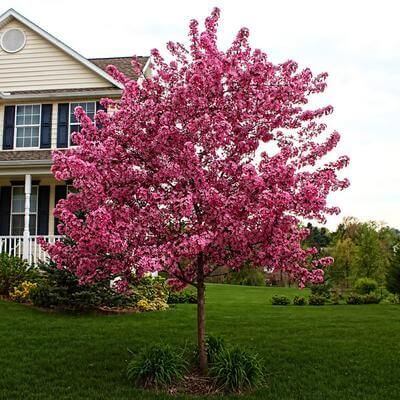 Vibrant pink flowering tree with dense blossoms in lush canopy on lawn