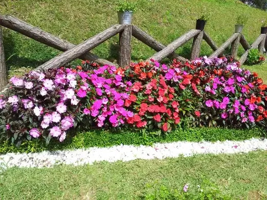 Vibrant pink purple red impatiens with dark green foliage in Tennessee Wholesale Nursery
